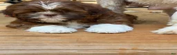 Shih Tzu dogs for sale: Yoshi - Ad 1