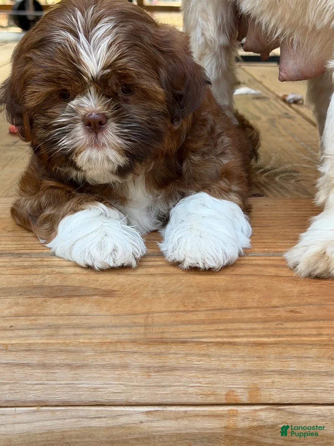Shih Tzu dogs for sale: Yoshi - Ad 1
