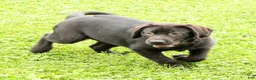Labrador Retriever dogs for sale: Hank - Ad 3