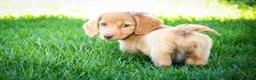 Miniature Dachshund dogs for sale: Bambi - Ad 3
