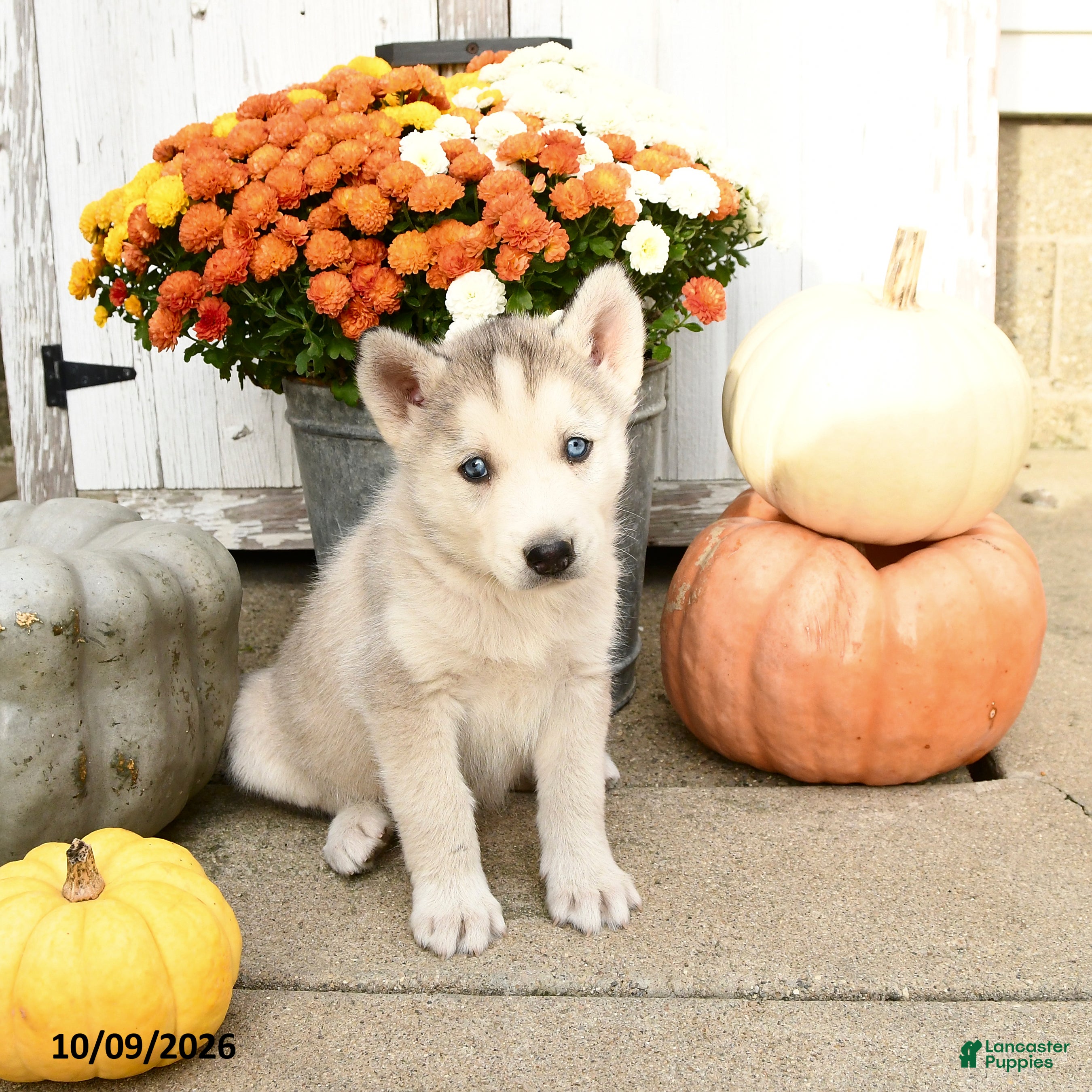 Mixed Breed dogs for sale: Conner - Ad 1