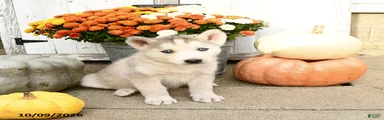 Conner