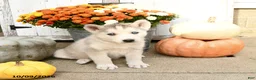 Mixed Breed dogs for sale: Conner - Ad 1