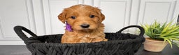 Mini Goldendoodle dogs for sale: Mandie Mini Goldendoodle - Ad 1