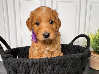Mini Goldendoodle dogs Mandie Mini Goldendoodle - Ad 11