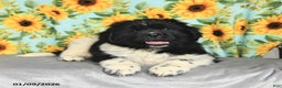 Newfoundland dogs for sale: Peppermint - Ad 5