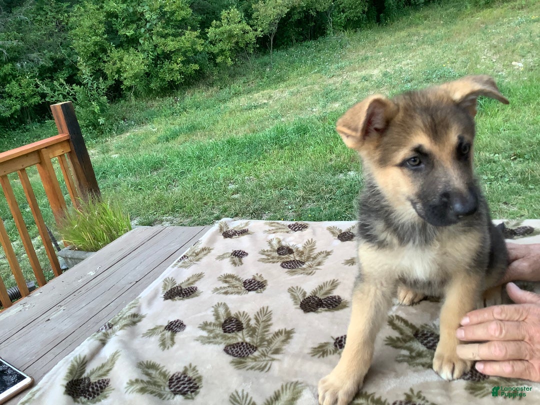 German Shepherd dogs for sale: Puppy 3 Female - Ad 3