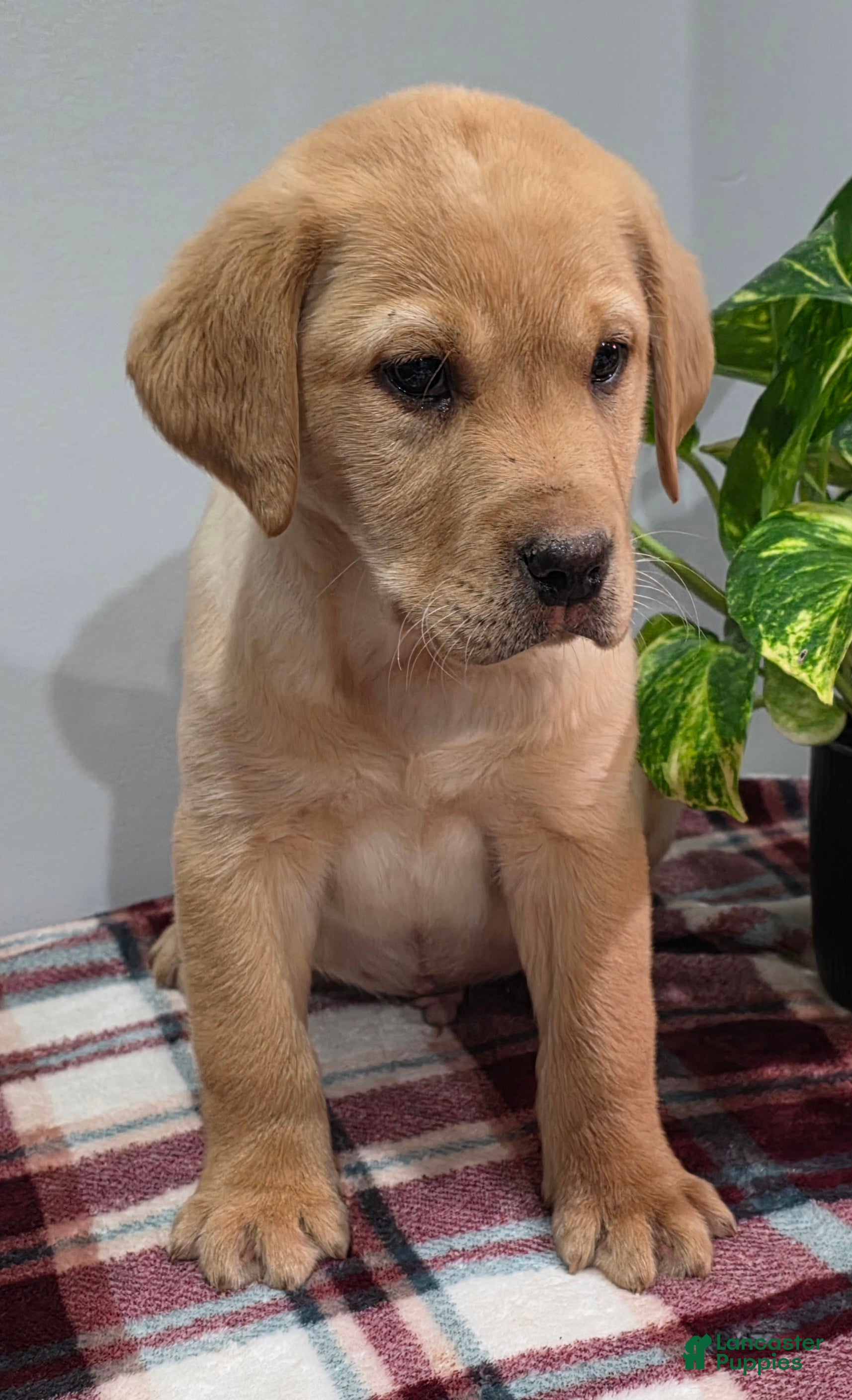 Labrador Retriever dogs Charlie - Ad 2