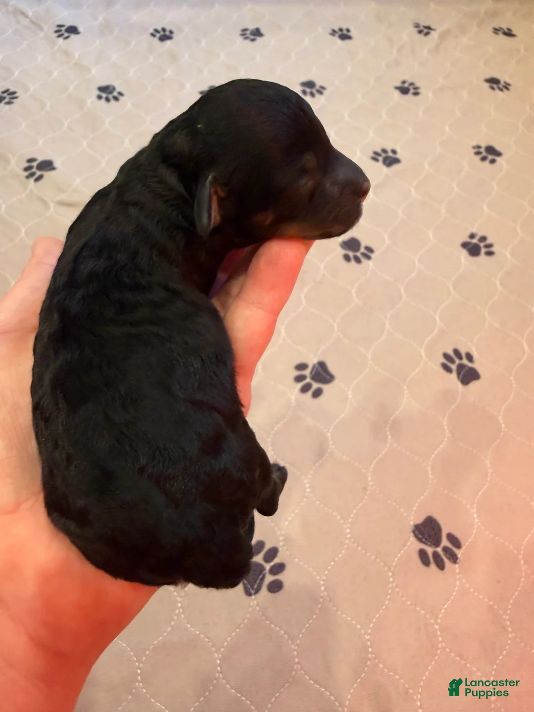 Mini Bernedoodle dogs for sale: Luna - Ad 2