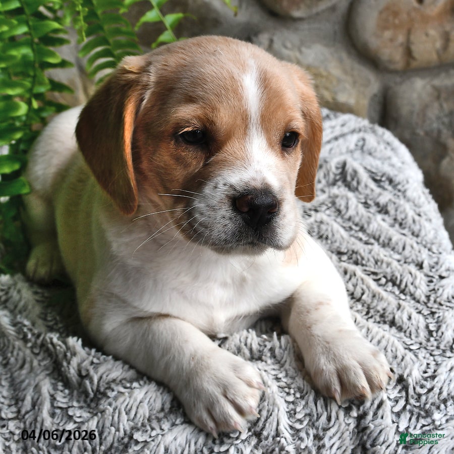 Mixed Breed dogs Lilac - Ad 2