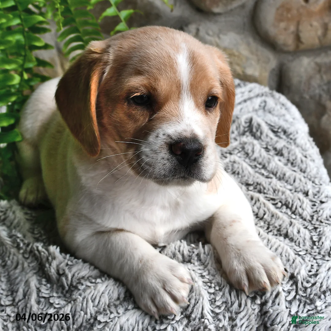 Mixed Breed dogs for sale: Lilac - Ad 2