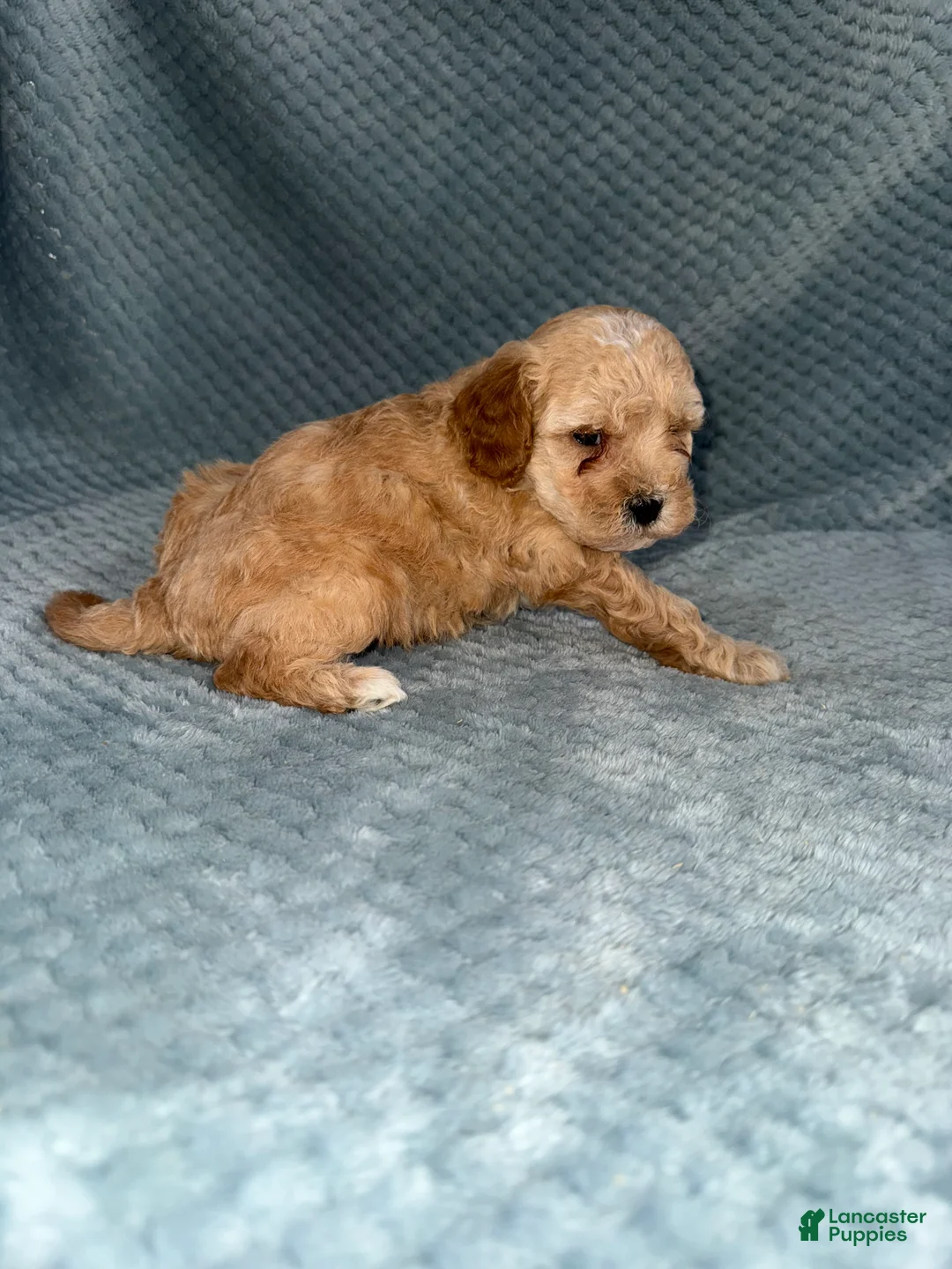 Cavapoo dogs for sale: Cavapoo Puppy 3 - Ad 5