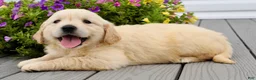Golden Retriever dogs for sale: Olive - Ad 5