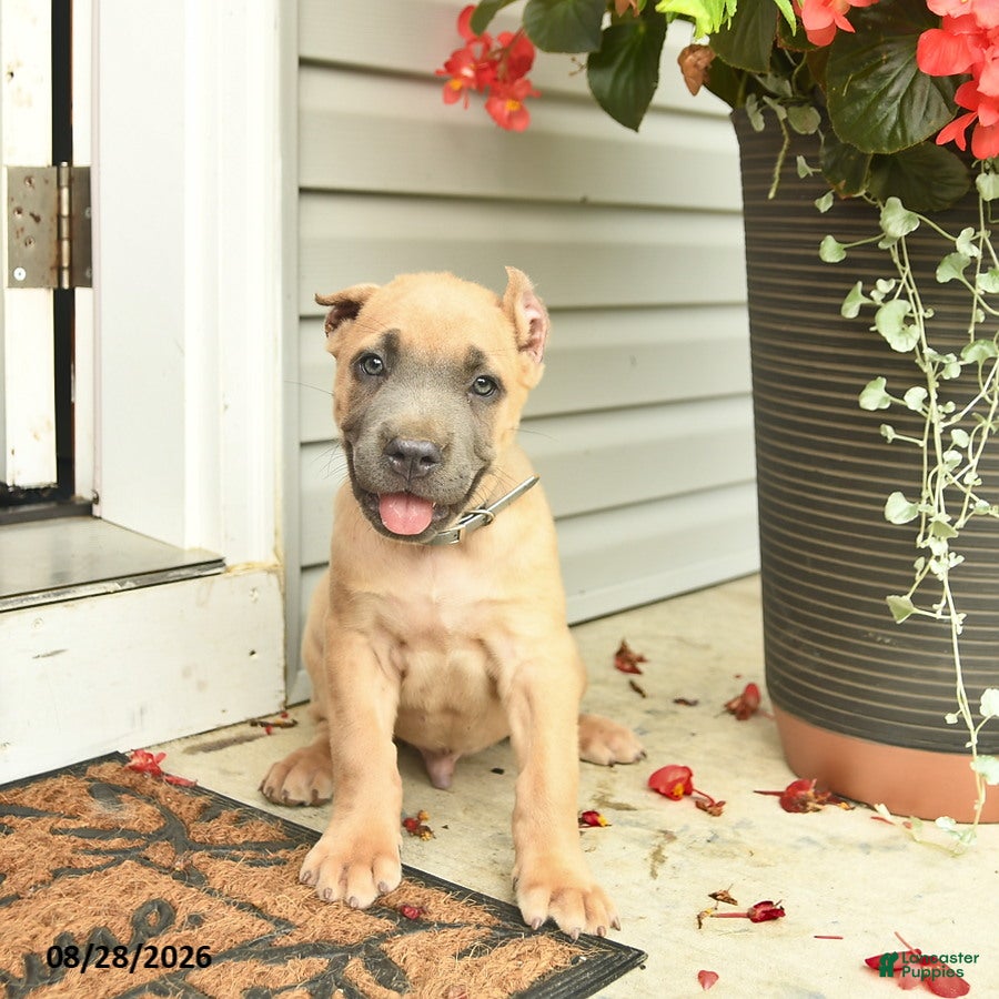 Cane Corso dogs Max - Ad 1