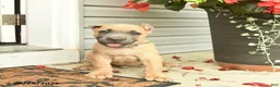 Cane Corso dogs for sale: Max - Ad 1