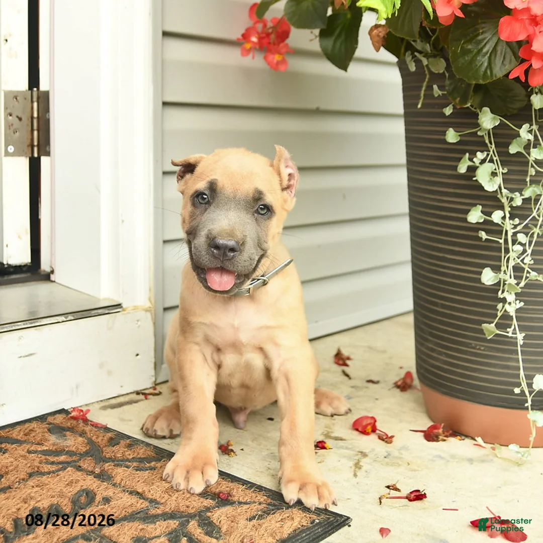 Cane Corso dogs for sale: Max - Ad 1