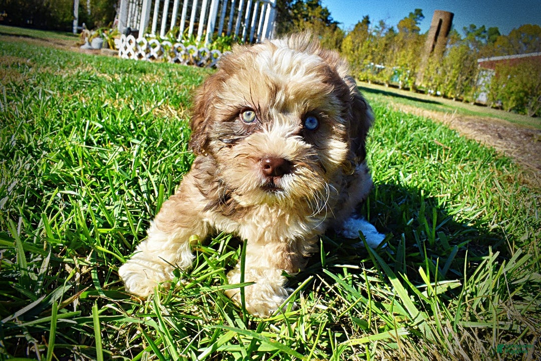 Havapoo dogs for sale: Jasper - Ad 5