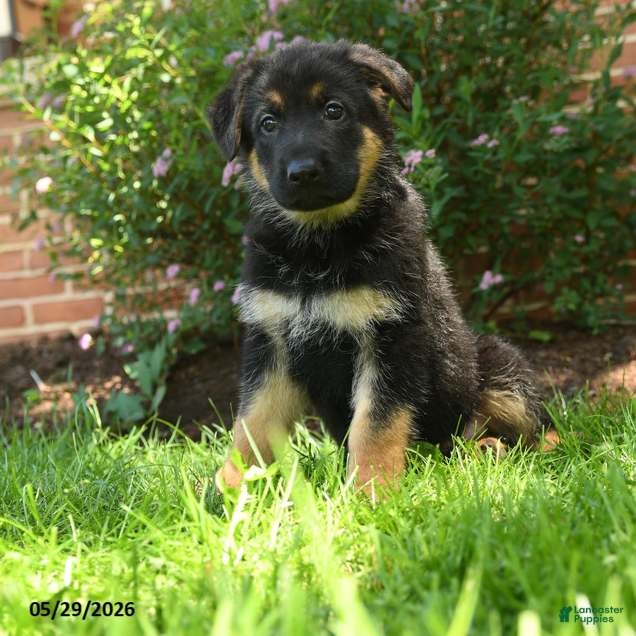 German Shepherd dogs for sale: Suki  - Ad 3