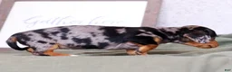 Miniature Dachshund dogs for sale: Lilla - Ad 8