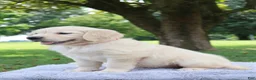 Golden Retriever dogs for sale: Golden Retriever 7 Ellie - Ad 3
