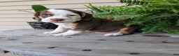 Beabull dogs for sale: Max - Ad 10