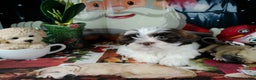 Shih Tzu dogs for sale: lucas - Ad 3