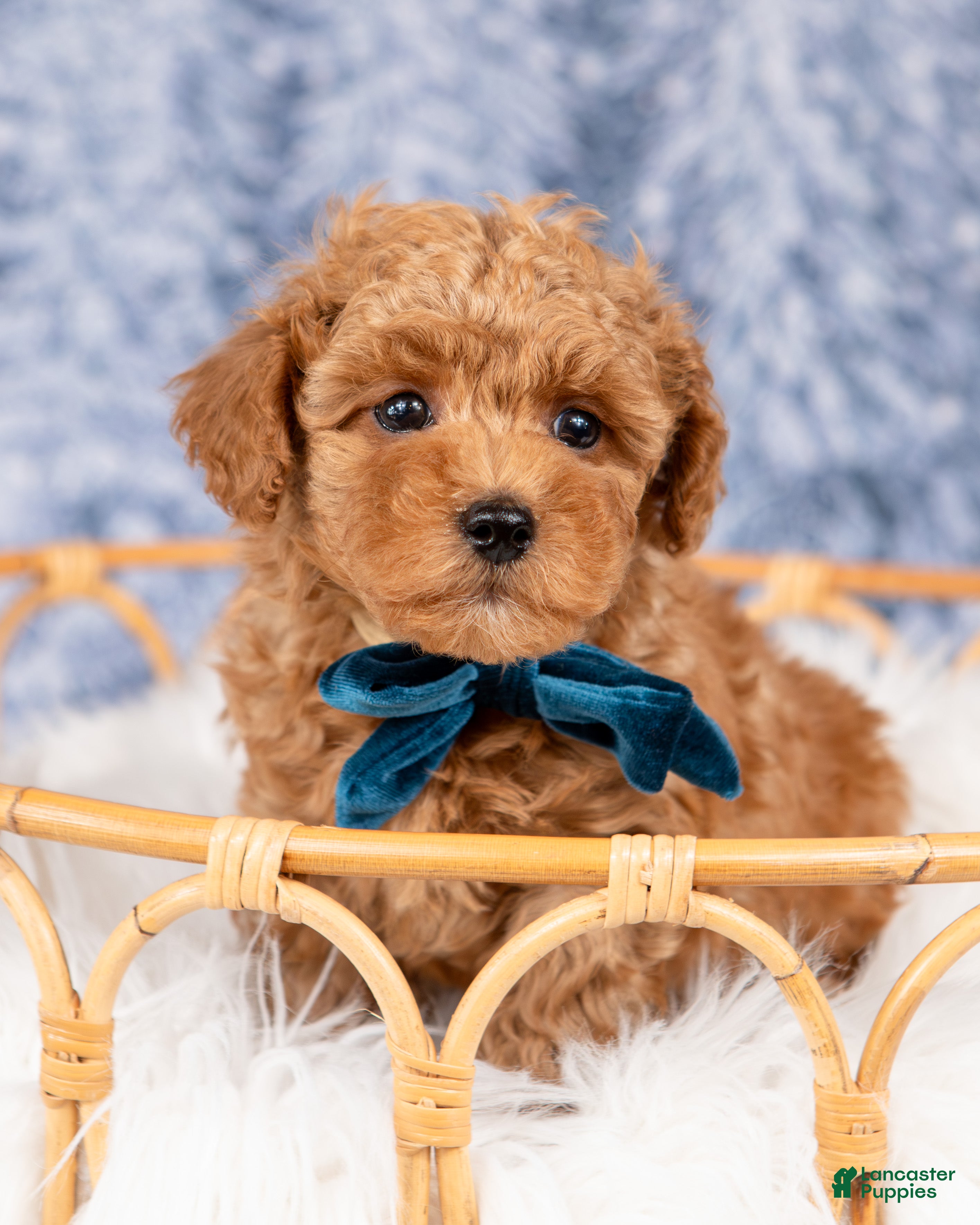 Mini Goldendoodle dogs Parker - Ad 7