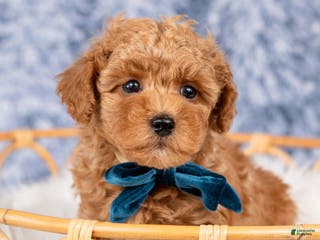 Mini Goldendoodle dogs Parker - Ad 7