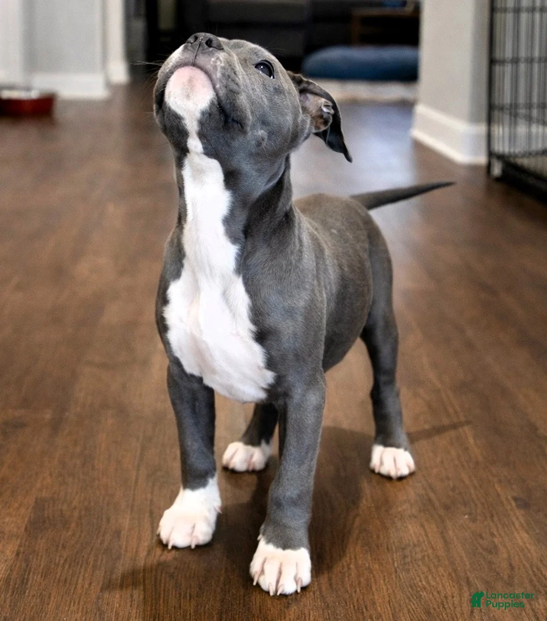 American Bully dogs for sale: AALIYAH - Ad 5