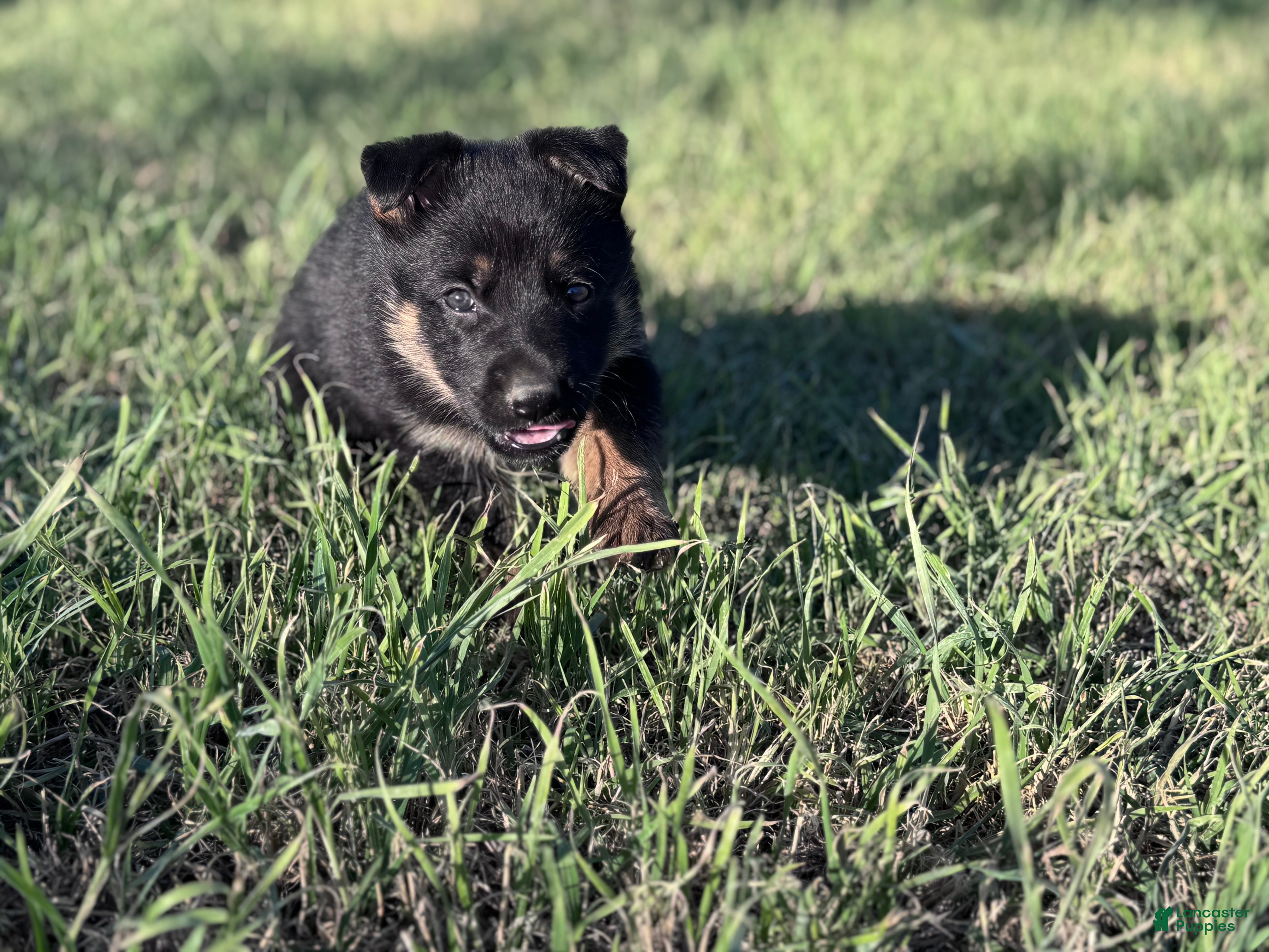 German Shepherd dogs  Puppy 7 - Ad 1