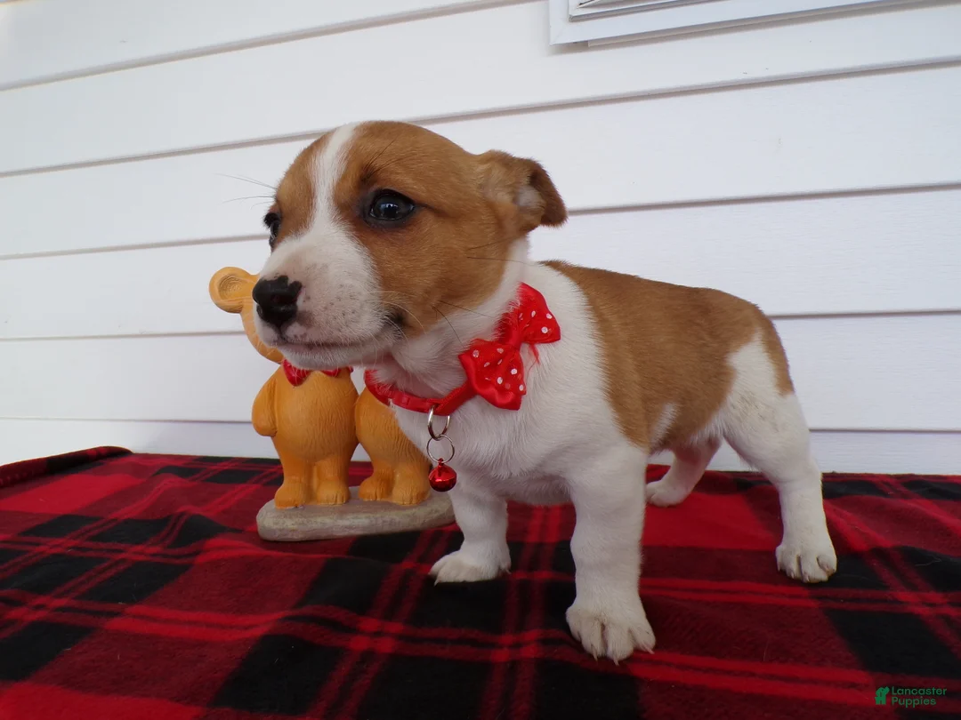 Jack Russell Terrier dogs for sale: Jack Russell Terrier Puppy 2 Trixie - Ad 2