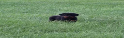 Rottweiler dogs for sale: Brock - Ad 4