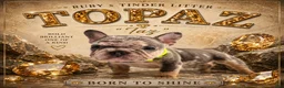 French Bulldog dogs for sale: Taz  - Ad 1