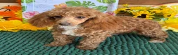 Toy Poodle dogs for sale: Rose - Ad 3