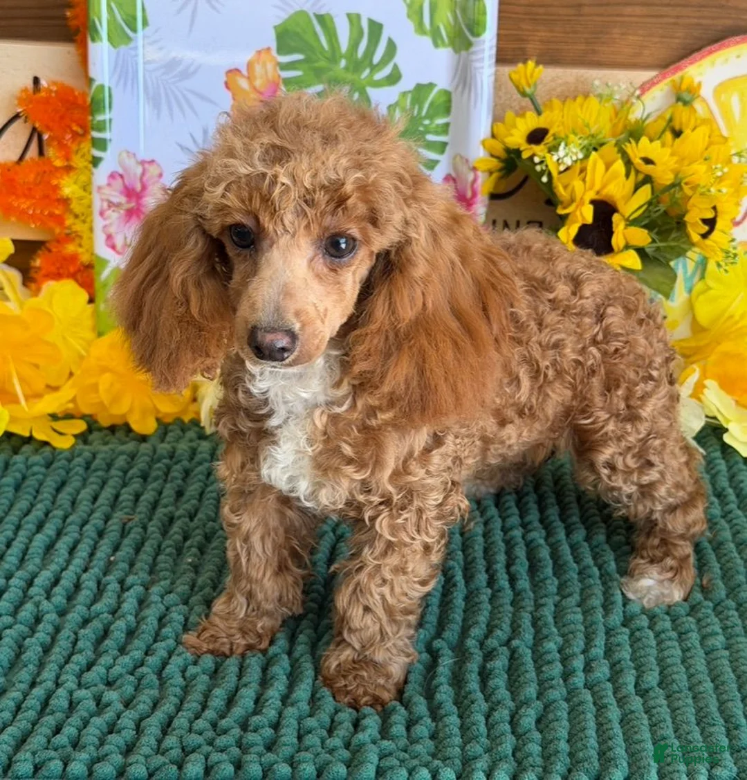 Toy Poodle dogs for sale: Rose - Ad 3