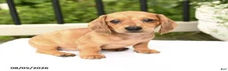 Miniature Dachshund dogs for sale: Tessa - Ad 9