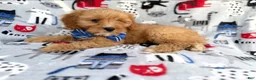 Cavapoo dogs for sale: Conner - Ad 3