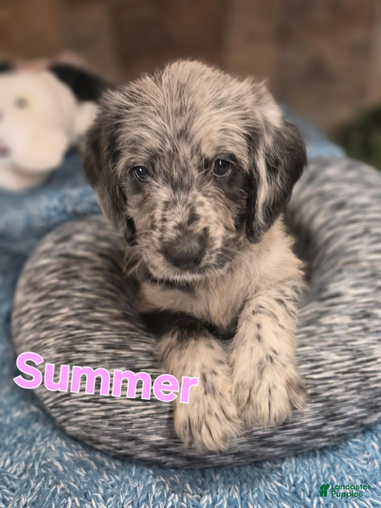 Mixed Breed dogs Summer  - Ad 1