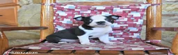 Boston Terrier dogs for sale: Quincy - Ad 1