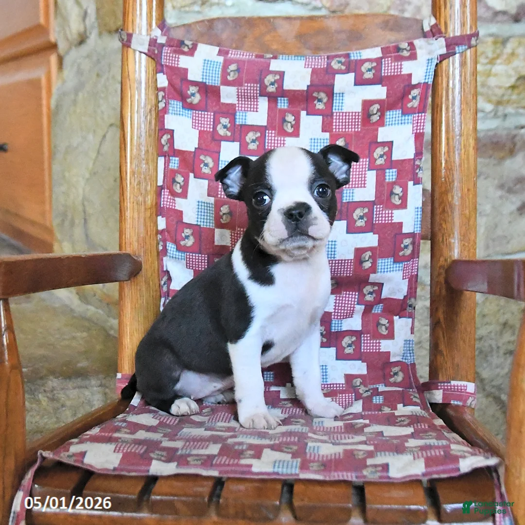 Boston Terrier dogs for sale: Quincy - Ad 1