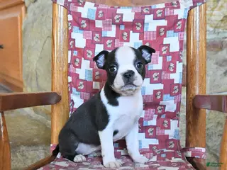 Boston Terrier dogs for sale: Quincy - Ad 4