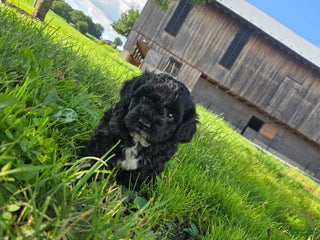 Shihpoo dogs - Ad 23