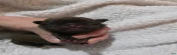 Pug dogs for sale: Pug 3 - Ad 5