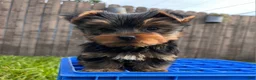 Yorkshire Terrier dogs for sale: AKC Yorkshire Terrier Puppy 1 - Ad 5