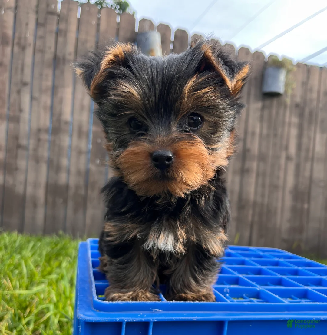 Yorkshire Terrier dogs for sale: AKC Yorkshire Terrier Puppy 1 - Ad 5