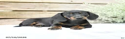 Miniature Dachshund dogs for sale: Daisy - Ad 4
