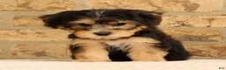 Yochon dogs for sale: Jasper - Ad 4