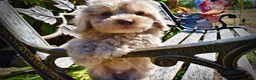 Havapoo dogs for sale: Ozzie - Ad 3