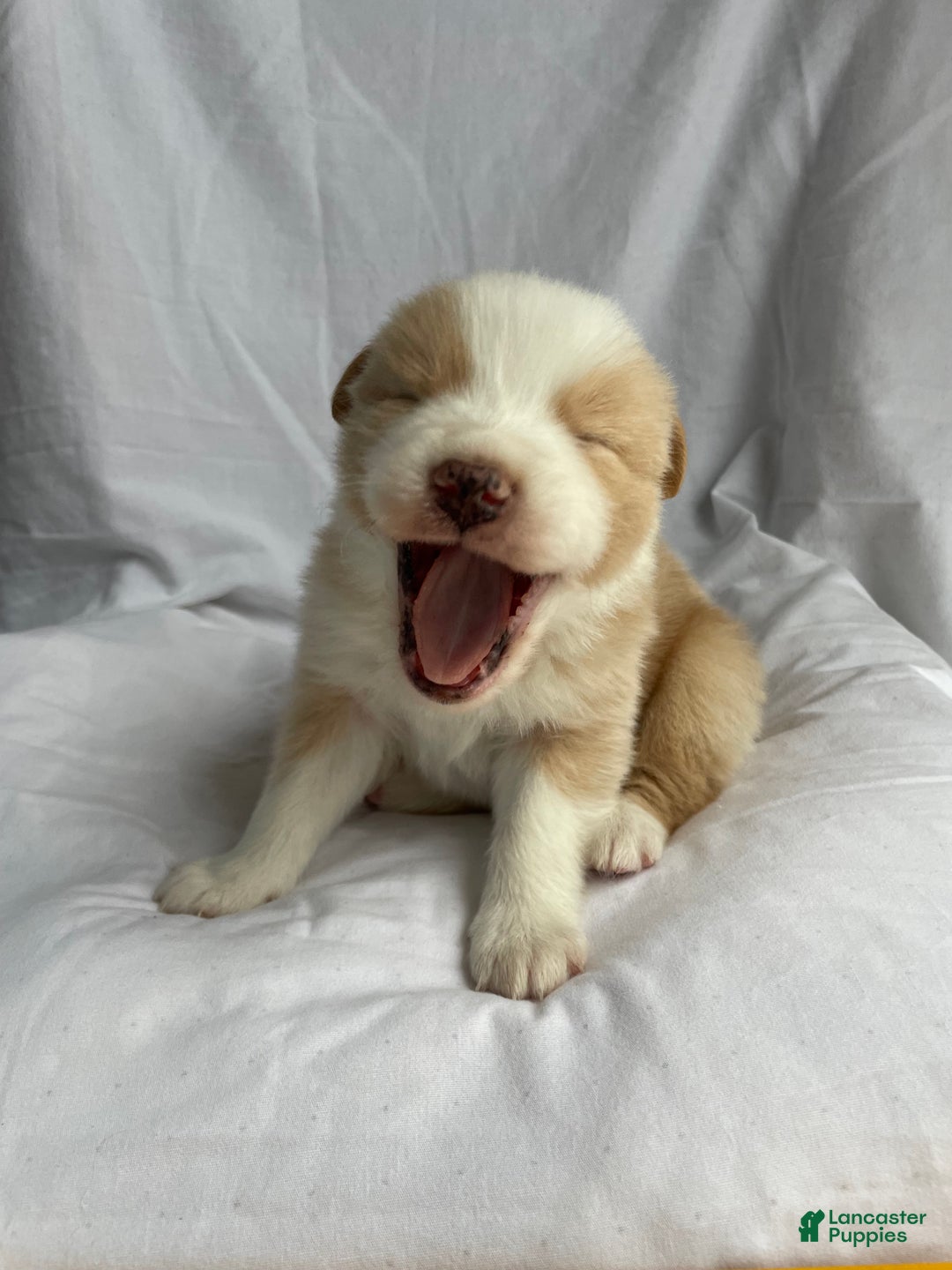 Australian Shepherd dogs for sale: Chance - Ad 11