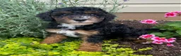 Cavapoo dogs for sale: Arrow - Ad 4
